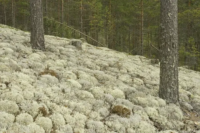 Framed Print : Reindeer Lichens or Caribou Moss (Cladonia rangiferina)