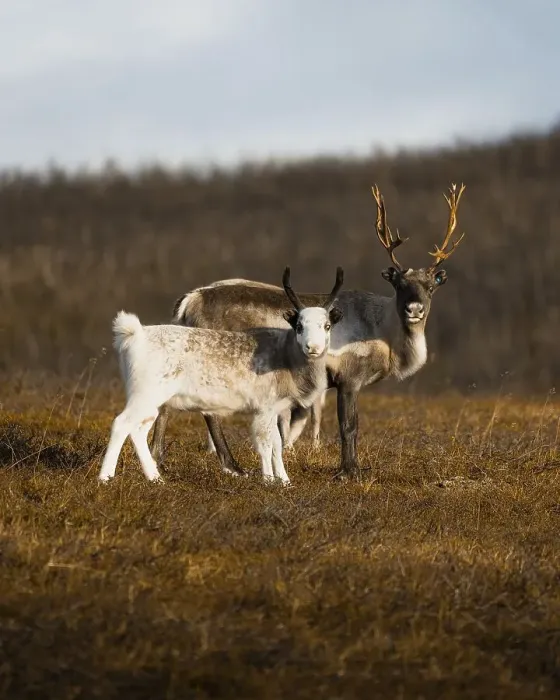 Framed Print : Reindeer, mother and young animal