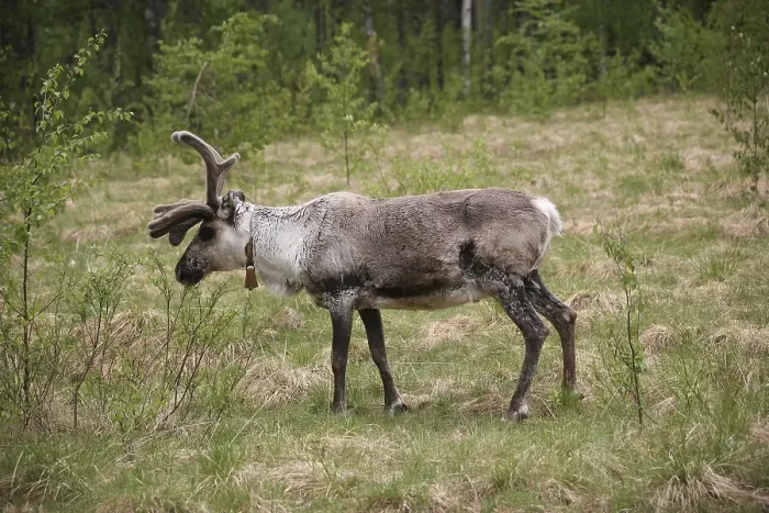 Framed Print : Reindeer (Rangifer tarandus)