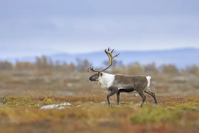 Framed Print : Reindeer (Rangifer tarandus), adult bull walking over the tundra in autumn