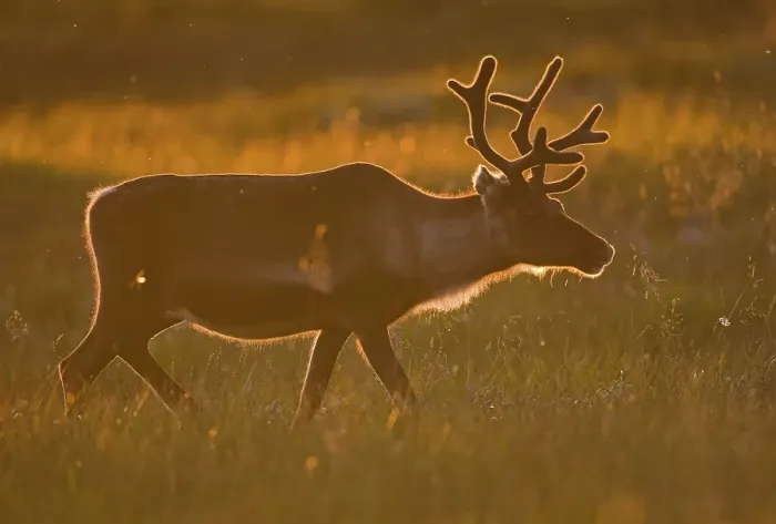 Framed Print : Reindeer (Rangifer tarandus) in backlight at sunset Framed Print : Reindeer (Rangifer tarandus) in backlight at sunset