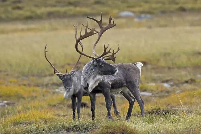 Framed Print : Two reindeer (Rangifer tarandus) bulls with huge antlers on the tundra in autumn