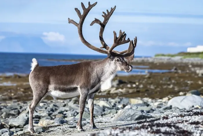 Framed Print : Reindeer (Rangifer tarandus) on the coast Framed Print : Reindeer (Rangifer tarandus) on the coast