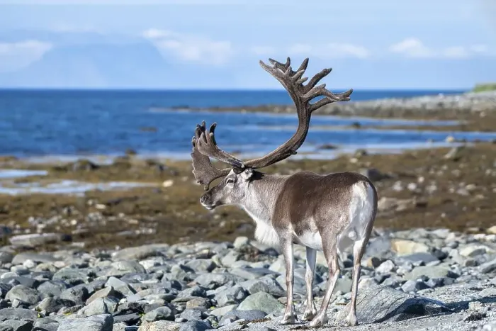 Framed Print : Reindeer (Rangifer tarandus) on the coast Framed Print : Reindeer (Rangifer tarandus) on the coast