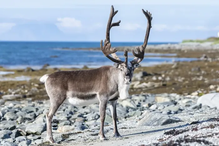 Framed Print : Reindeer (Rangifer tarandus) on the coast Framed Print : Reindeer (Rangifer tarandus) on the coast
