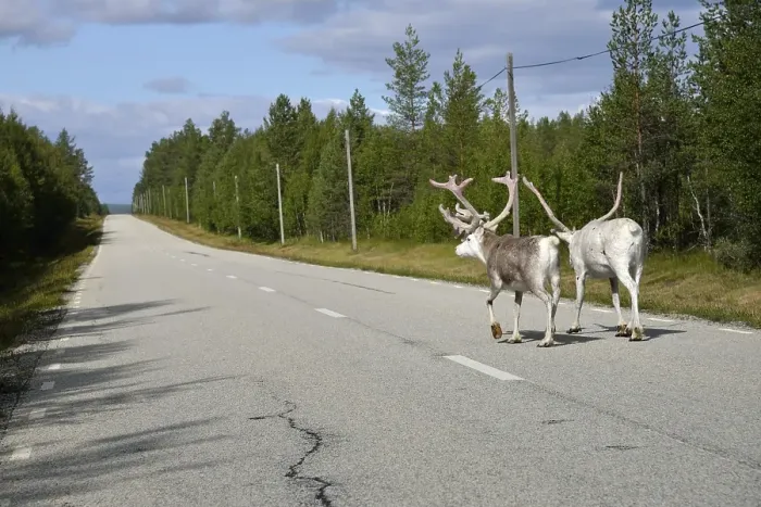 Framed Print : Reindeer (Rangifer tarandus) on a country road