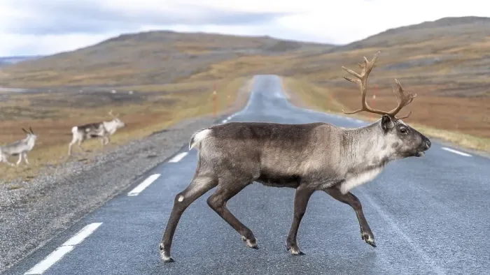 Framed Print : Reindeer (Rangifer tarandus) crosses road