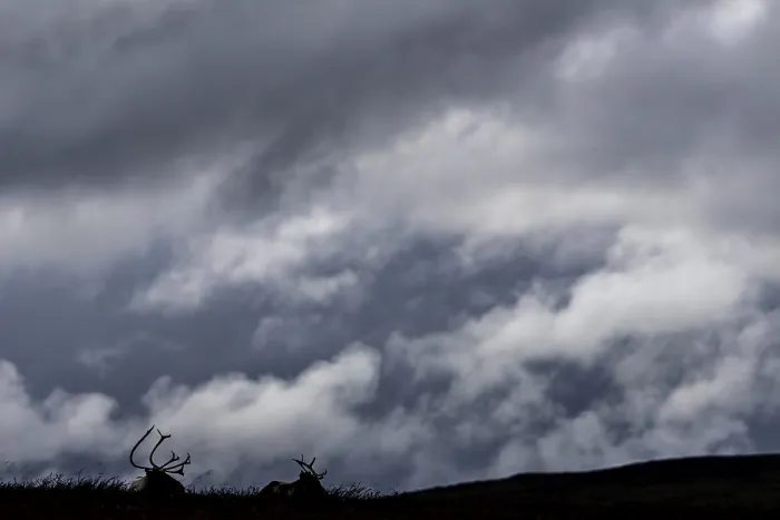 Framed Print : Two reindeer (Rangifer tarandus) are not disturbed by the approaching storm front