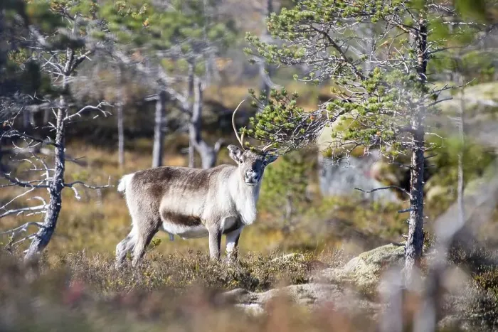 Framed Print : Reindeer (Rangifer tarandus), Efjord Framed Print : Reindeer (Rangifer tarandus), Efjord
