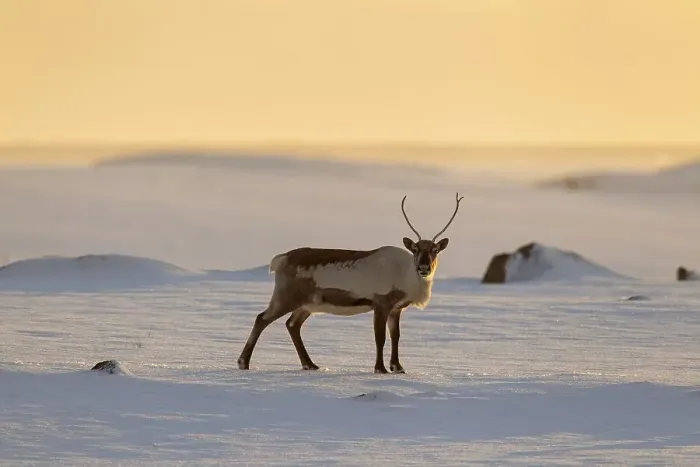 Framed Print : Reindeer (Rangifer tarandus) foraging in snow-covered winter landscape at sunset Framed Print : Reindeer (Rangifer tarandus) foraging in snow-covered winter landscape at sunset