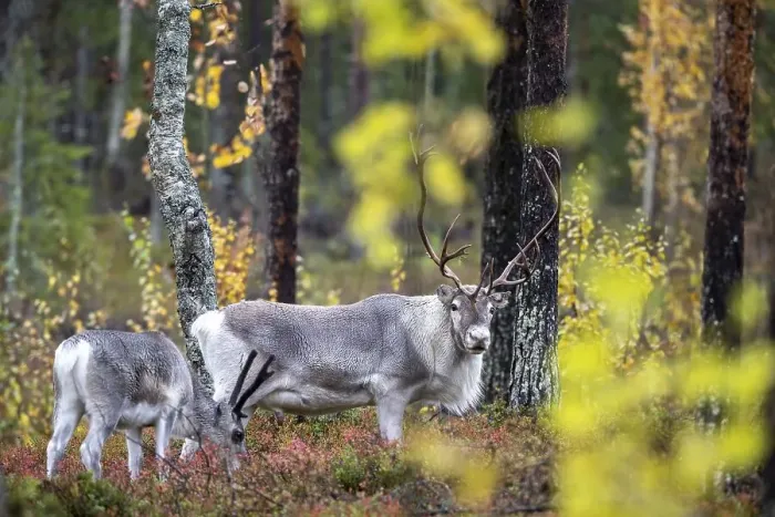 Framed Print : Reindeer (Rangifer tarandus) in the forest