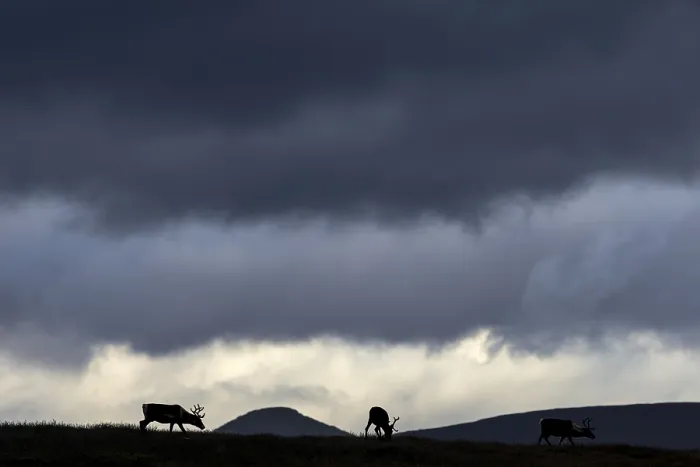 Framed Print : While the reindeer (Rangifer tarandus) graze on a mountain ridge Framed Print : While the reindeer (Rangifer tarandus) graze on a mountain ridge