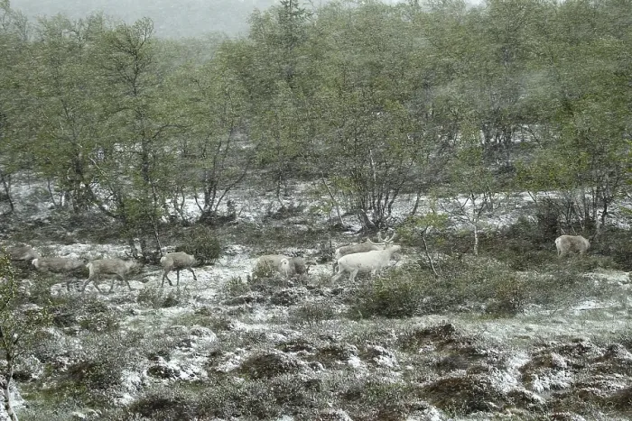 Framed Print : Reindeer (Rangifer tarandus) herd in drifting snow