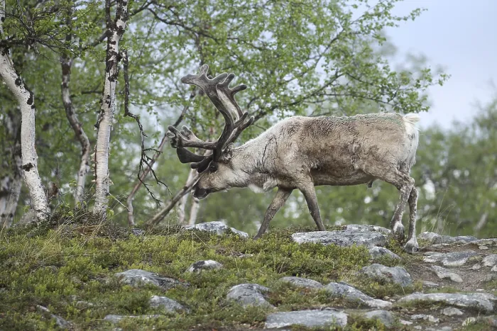 Framed Print : Reindeer (Rangifer tarandus) male