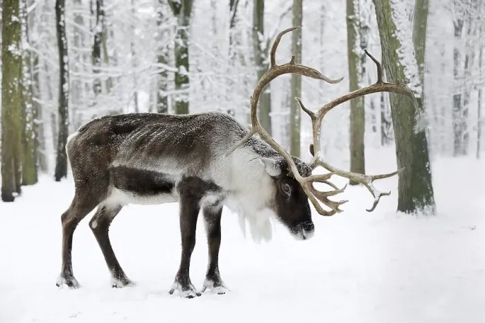 Framed Print : Reindeer (Rangifer tarandus), male in winter Framed Print : Reindeer (Rangifer tarandus), male in winter