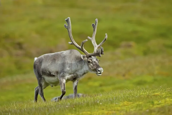 Framed Print : Reindeer, Rangifer tarandus, with massive antlers in the green grass Framed Print : Reindeer, Rangifer tarandus, with massive antlers in the green grass