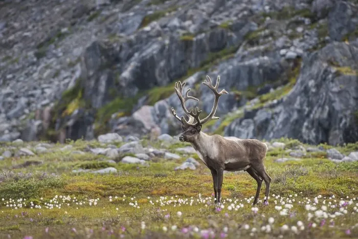 Framed Print : Reindeer (Rangifer tarandus) in a meadow in front of rocks