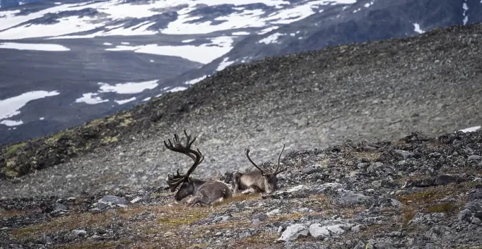 Framed Print : Reindeer (Rangifer tarandus) on the mountainside of Veslfjellet