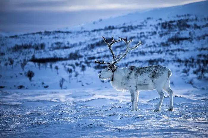 Framed Print : Reindeer (Rangifer tarandus), Northern Norway Framed Print : Reindeer (Rangifer tarandus), Northern Norway