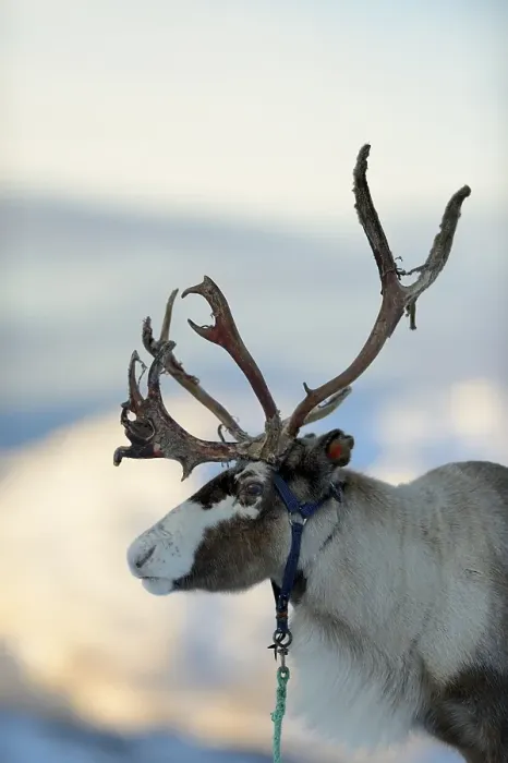 Framed Print : Reindeer (Rangifer tarandus), portrait Framed Print : Reindeer (Rangifer tarandus), portrait