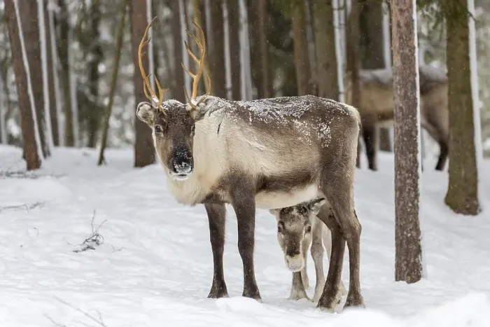 Framed Print : Two reindeer (Rangifer tarandus) in snow Framed Print : Two reindeer (Rangifer tarandus) in snow