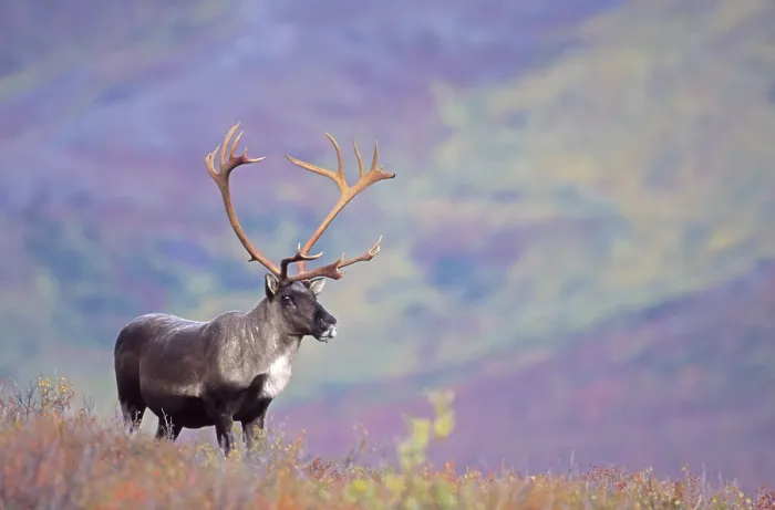 Framed Print : Reindeer (Rangifer tarandus) standing in the autumn tundra (Alaskan Caribou)