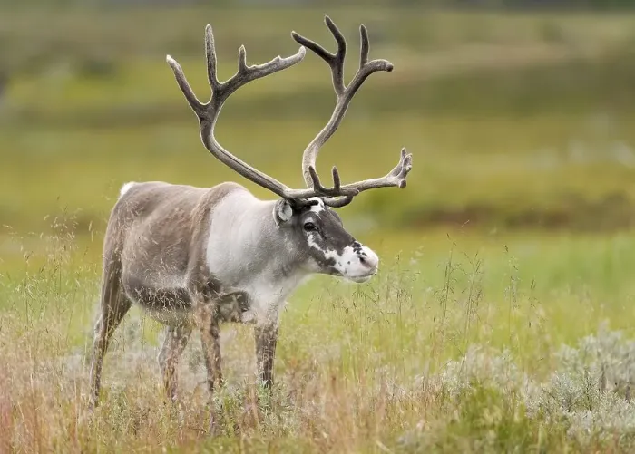 Framed Print : Reindeer (Rangifer tarandus) stands in a meadow