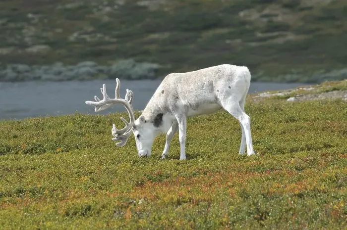 Framed Print : Reindeer (Rangifer tarandus), Sweden