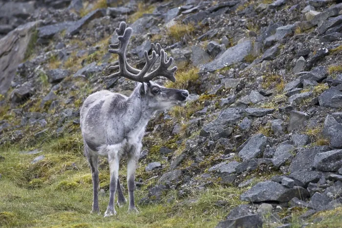 Framed Print : Reindeer, reindeer, animals, mammals Framed Print : Reindeer, reindeer, animals, mammals