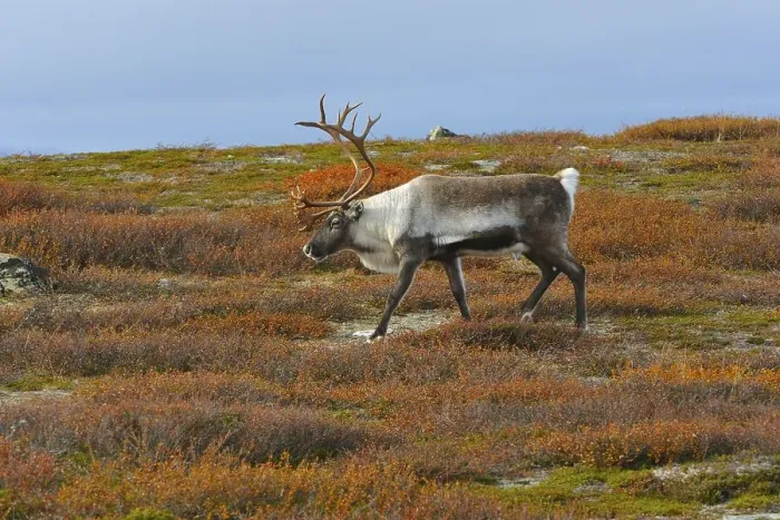 Framed Print : Reindeer in search of food Framed Print : Reindeer in search of food