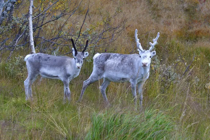 Framed Print : Reindeer in sweden in autumn in the tundra Framed Print : Reindeer in sweden in autumn in the tundra