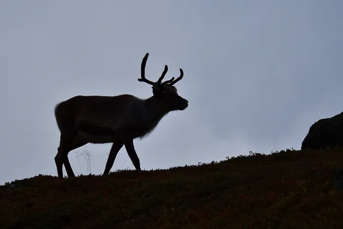Framed Print : Reindeer in sweden in autumn in the tundra