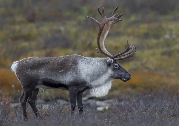 Framed Print : Relaxed, a reindeer bull (Rangifer tarandus) observes his herd