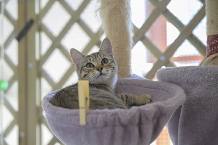 Framed Print : A relaxed tabby cat lying in a hammock Framed Print : A relaxed tabby cat lying in a hammock