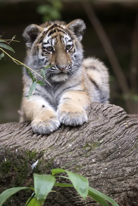 Framed Print : Relaxed tiger young resting on a tree trunk surrounded by leaves