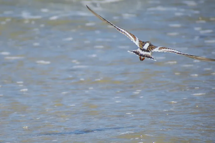 Framed Print : A relaxing small wading birds enjoying the view around the coastline of the seashore