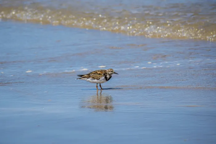 Framed Print : A relaxing small wading birds enjoying the view around the coastline of the seashore