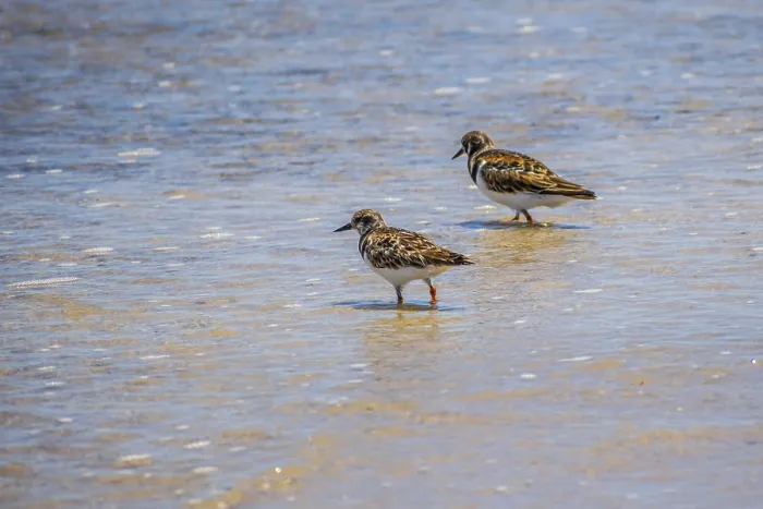Framed Print : A relaxing small wading birds enjoying the view around the coastline of the seashore