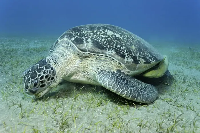 Framed Print : Remoras or Suckerfish (Echeneidae) attached to a Green Turtle (Chelonia mydas)