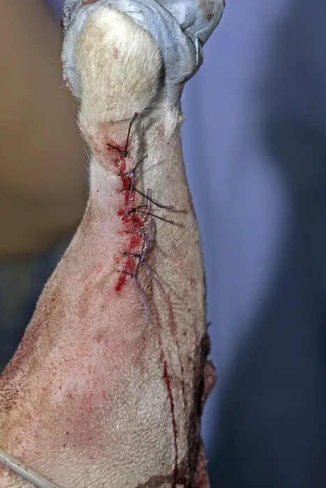 Framed Print : Removal of a skin tumour in a dog