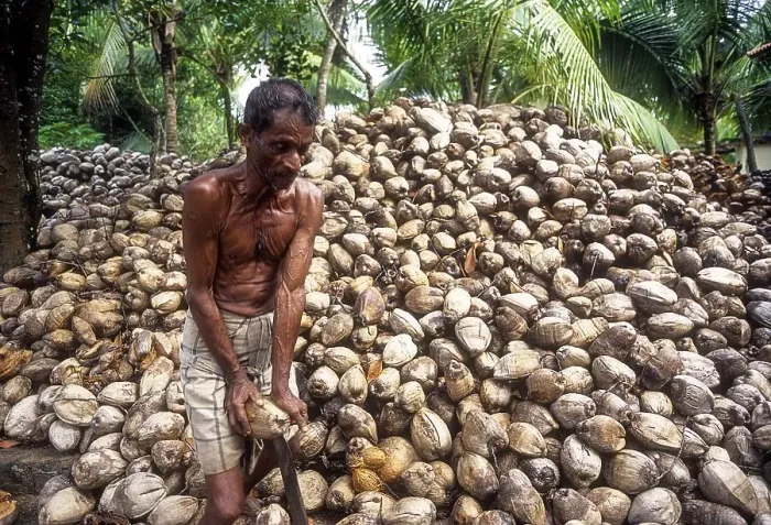 Framed Print : Removing husk of the coconut, Kerala
