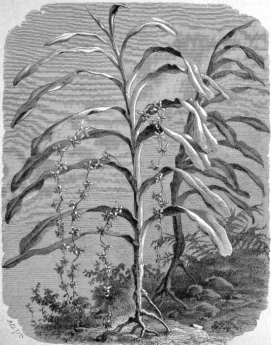 Framed Print : Renanthera lowii, a species of orchid