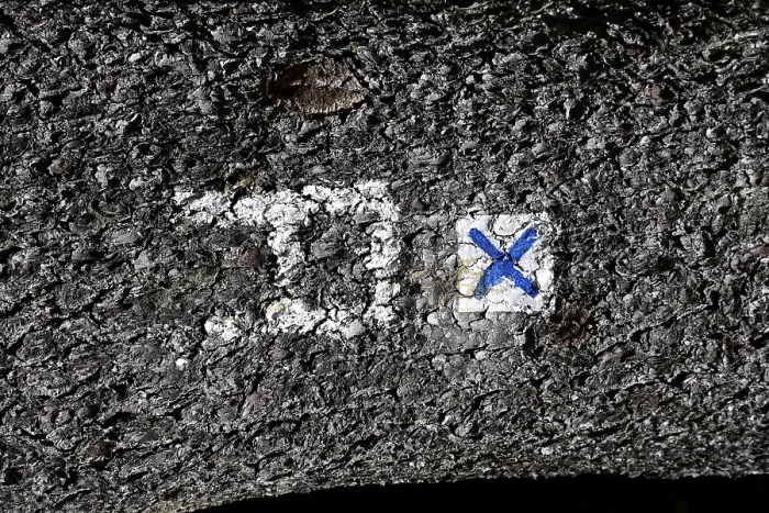 Framed Print : Rennsteig marking on a tree trunk