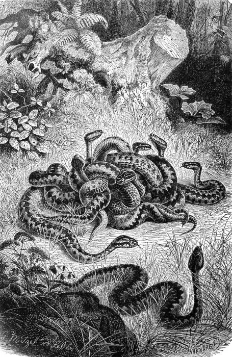 Framed Print : Reptiles, Adder berus is a small to medium sized venomous snake of Eurasia from the viper (Vipera) family