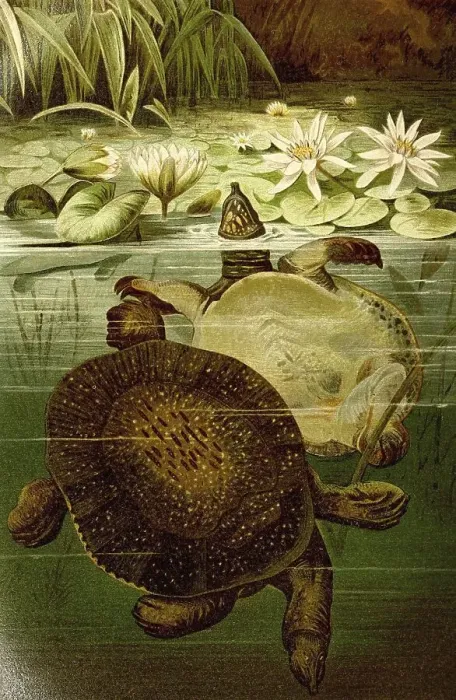 Framed Print : Reptiles, african softshell turtle (Trionyx triunguis)