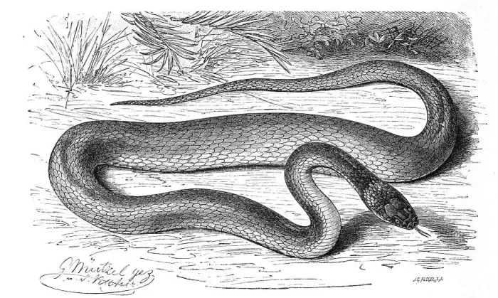 Framed Print : Reptiles, agkistrodon (Scytale) coronatum Framed Print : Reptiles, agkistrodon (Scytale) coronatum