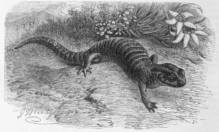 Framed Print : Reptiles, Alpine salamander (Salamandra atra) is a black-coloured Framed Print : Reptiles, Alpine salamander (Salamandra atra) is a black-coloured