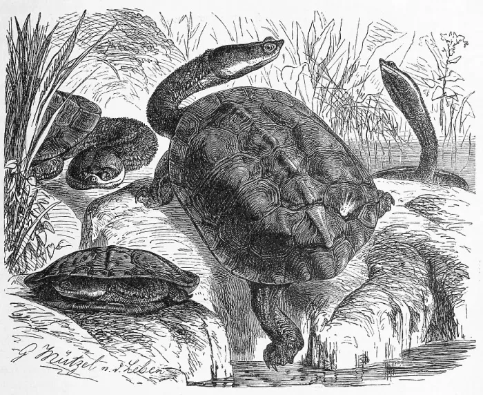 Framed Print : Reptiles, Argentine snake-necked turtle Framed Print : Reptiles, Argentine snake-necked turtle