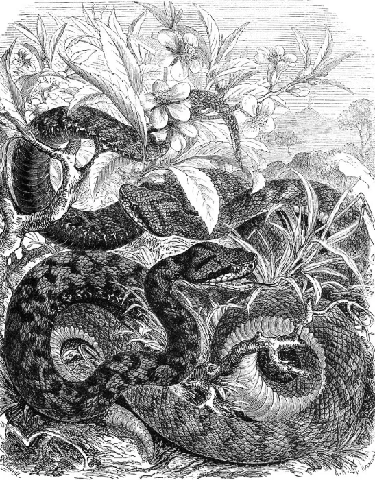 Framed Print : Reptiles, asp (Vipera aspis) belongs to the viper family