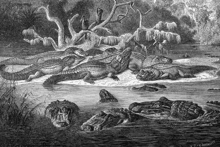 Framed Print : Reptiles, black caiman (Melanosuchus niger)
